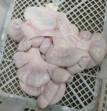 新鲜猪花肠子肠预煮脆肠