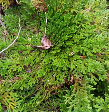 仙草九死还魂草又称卷柏不死草
