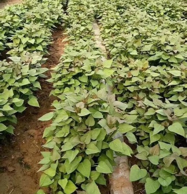 徐薯32红薯苗 苏薯8号红薯苗 苏8红薯苗 苏八红薯苗