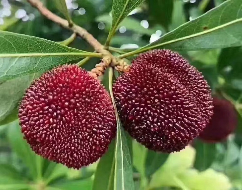 两个切开的杨梅果实并排摆放,左侧为东魁,果肉呈淡红色,结构疏松,汁液外渗;右侧为乌酥,果肉深紫红,组织致密,切面光滑无渗出。旁边标注‘东魁’与‘乌酥’标签 成熟东魁与乌酥杨梅剖面对比图