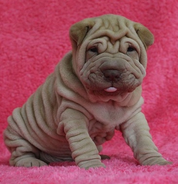 [沙皮犬批发]纯种沙皮幼犬活体憨厚短腿沙皮犬褶皱斗牛沙皮幼犬活体宠