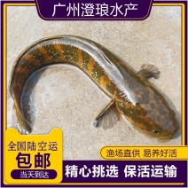 七星鱼苗珍珠赤雷龙章公苗七星活体观赏