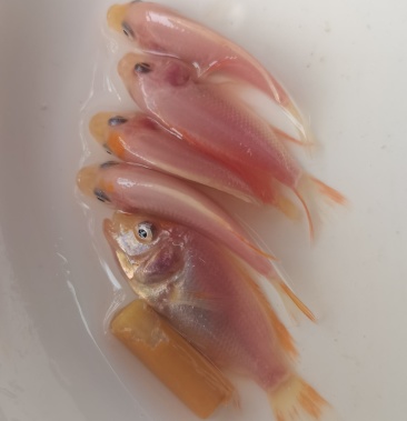 场地头批新苗,星洲红罗非鱼苗,提供指导养鱼技术,欢迎订单