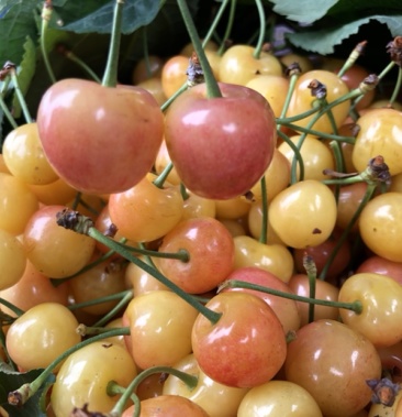 [车厘子批发]四川汉源冰壶价格138.00元/件 - 一亩田