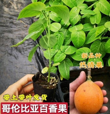 新品種哥倫比亞熱情百香果苗甜蜜蜜百香果四季種植盆栽地栽