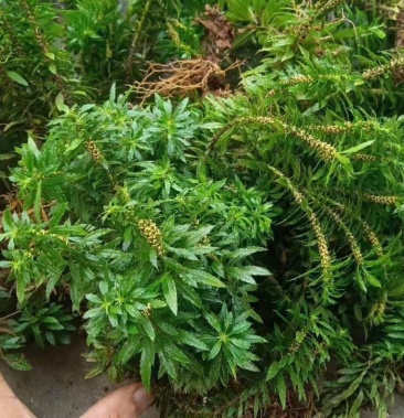 蛇足石杉 蝨子草 還陽草 千層塔