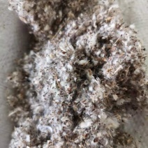 新疆优质棉渣棉籽壳磨盘含棉仁当天发货当年新货