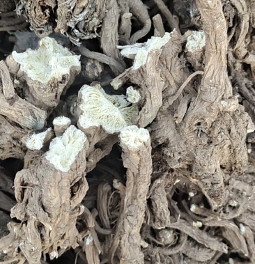 [独活批发]甘肃产地肉独活价格8.00元/斤 - 一亩田