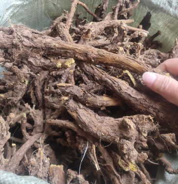 大黄芩选条黄芩07以上粗度干净芜杂干度好