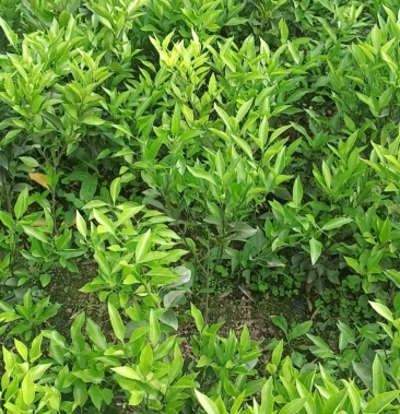 耙耙柑香橙红橘砧木