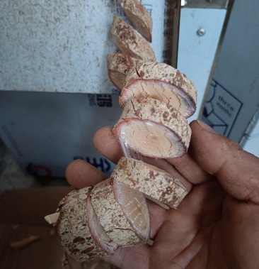 广西深山藤杜仲红杜仲土杜仲药食同源煲汤泡酒佳选