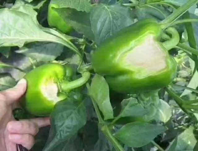 对比展示健康八角根与病变八角根的差异,帮助种植者识别病害 八角根健康与病变对比图