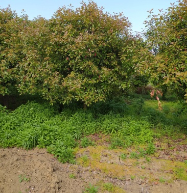 丛生红叶石楠,独干低分支红叶石楠,两个规格