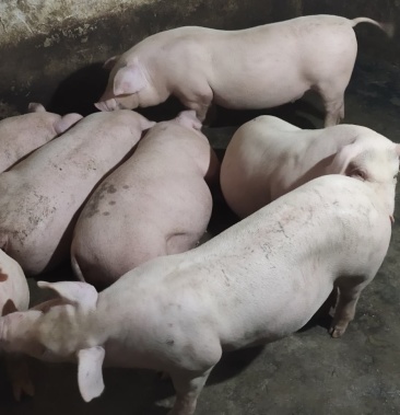 [活猪批发]中猪价格18.00元/斤 - 一亩田