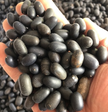 双肾子中药材石莲子野生龙凤籽子泡酒料补肾新货批发一公斤