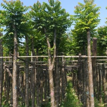 麻楝