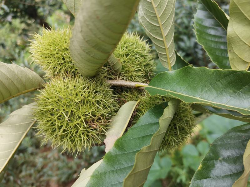 大红袍板栗品种介绍图片