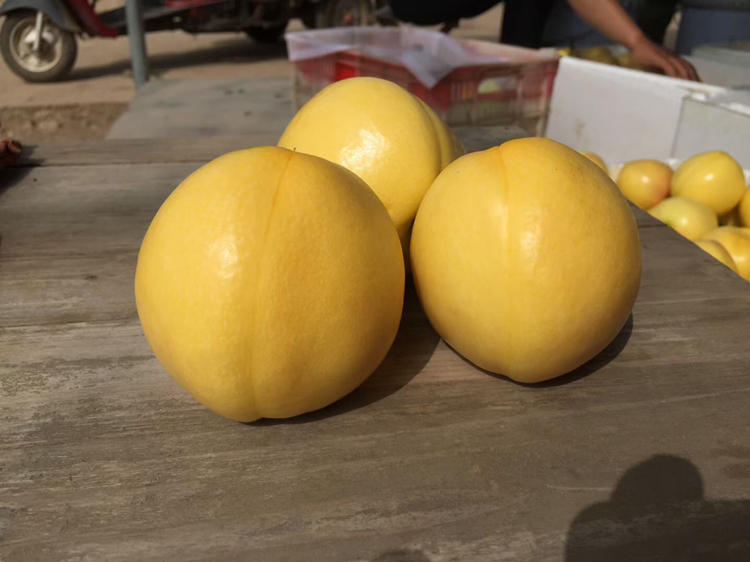 黄油桃系列美食拼盘