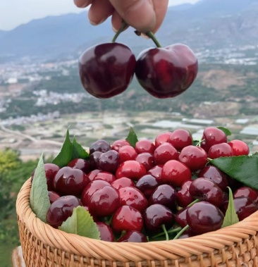 汉源黑珍珠车厘子果脆味甜多汁一件代发