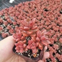 五彩的多肉直销组合基地有货质量保障需要的联系。
