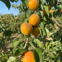 金太阳杏，陕西金太阳杏，果个大，口感好，耐运输，产地供应