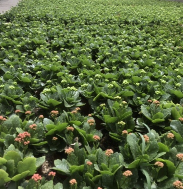 长寿花基地直销大量有货,欢迎选购.颜色多