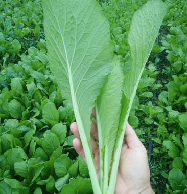 芥菜自产自销广西贵港市露天芥菜种植大量上市