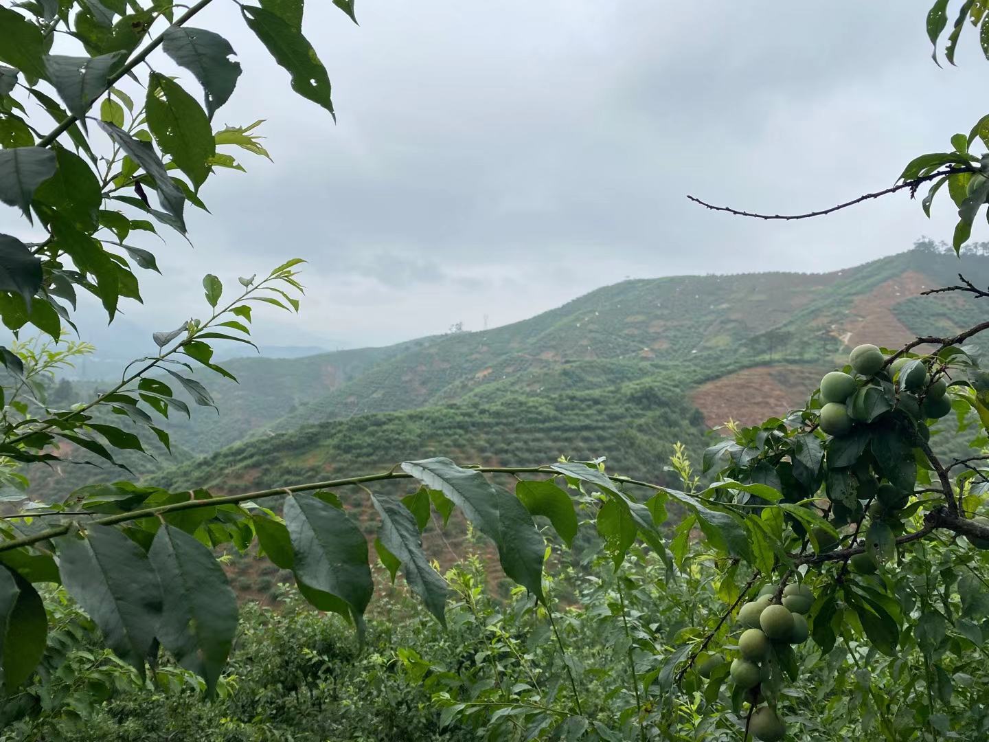 信宜钱排镇万亩三华李果园航拍全景