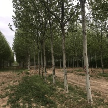 精品法桐，规格10.14.16基地直销，