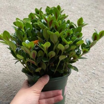 加仑盆金鱼花盆栽盆景