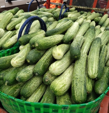 燕白黄瓜通货大量上市,0.3元1斤欢迎老板来订购