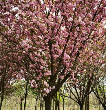 日本樱花早樱晚樱5公分8公分12公分15公分3公分