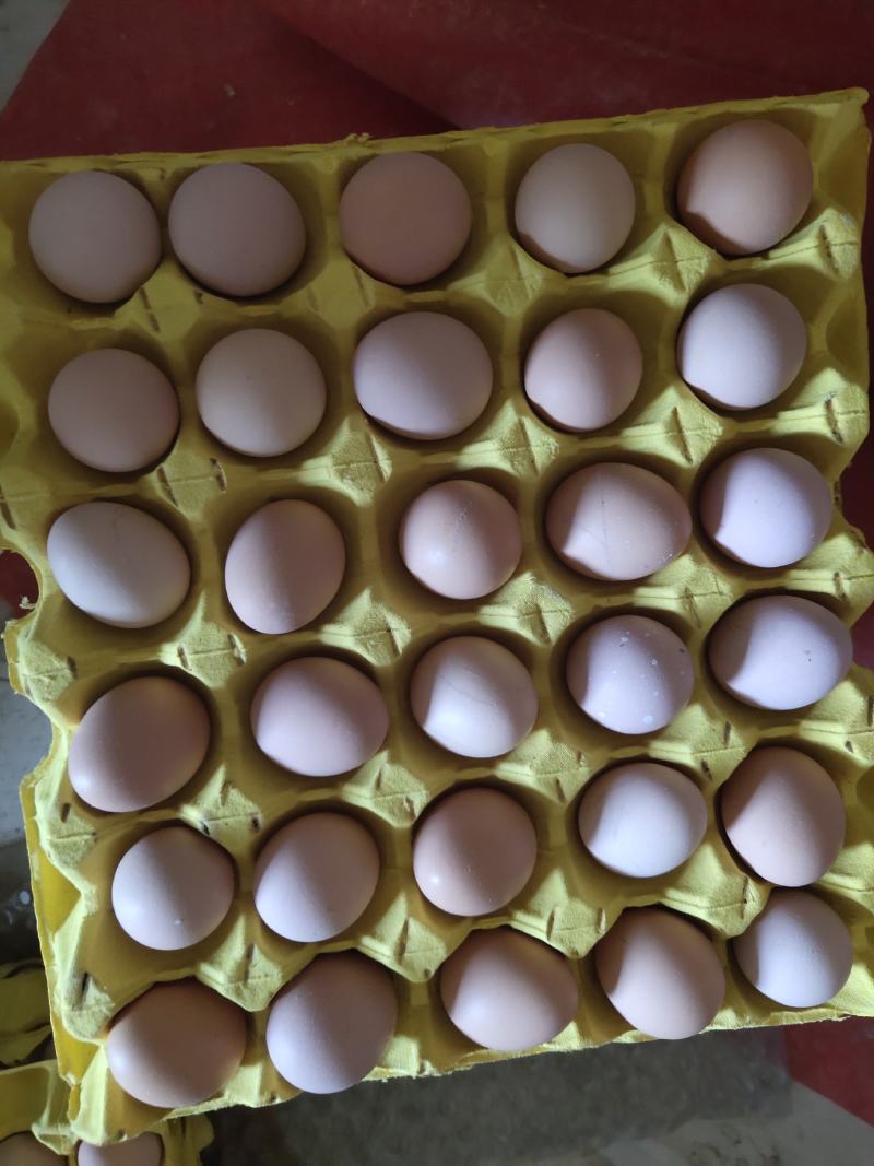 无抗大午金凤鸡蛋大量现货供应一手货源产地直发可视频看货