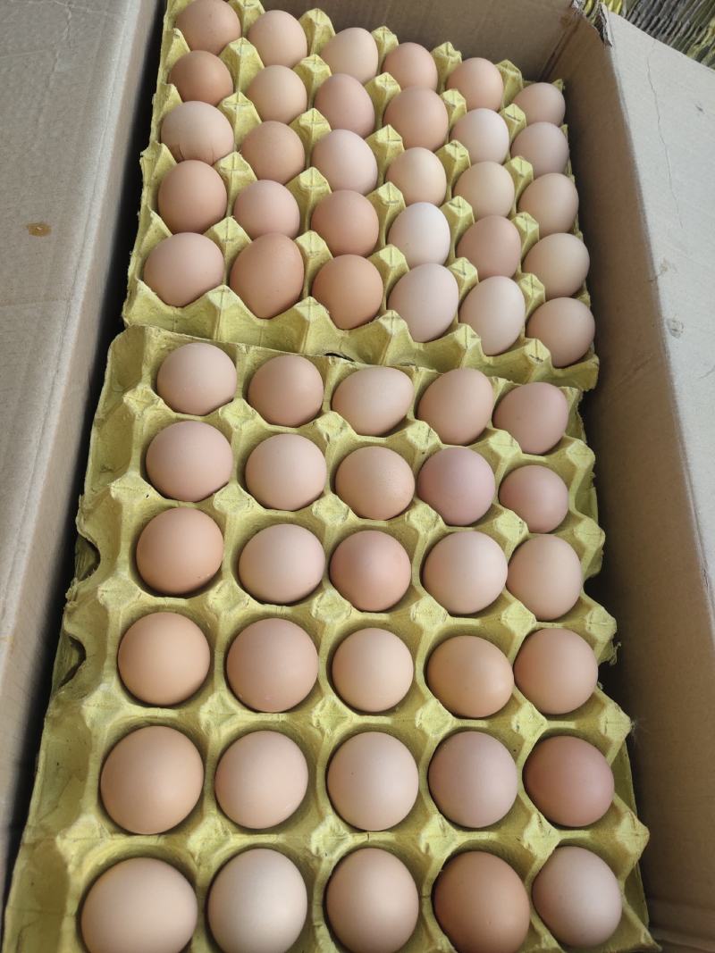 粉八双色 农家土鸡蛋大量现货供应可供商超电商欢迎价格165
