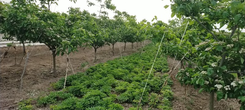 山楂种植技术