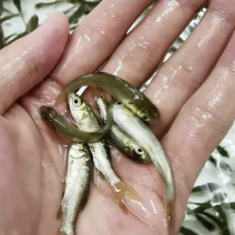 草鱼苗规格齐全抗病毒存活率高基地直销