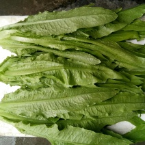 油麦菜（新鲜油麦菜现货）
