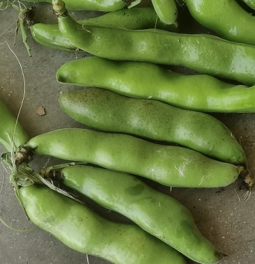 [蚕豆批发]青胡豆角角价格65.00元/斤 - 一亩田