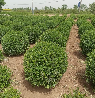 2米卫矛球基地直供