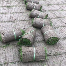 草皮