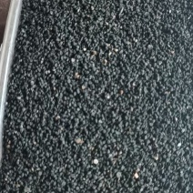 黄芩籽，黄芩种子包发芽，批发免费技术指导，成品包回收