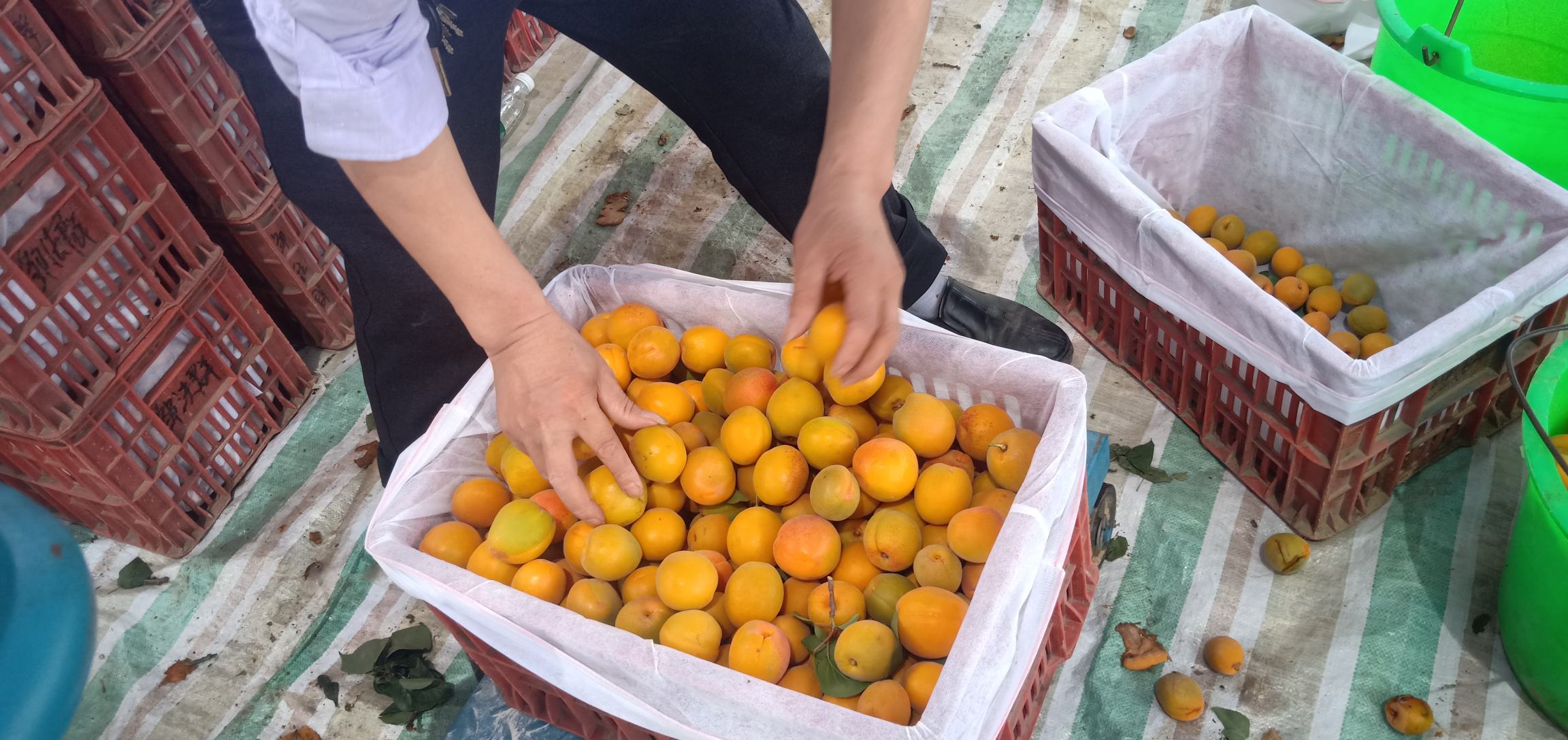 图片说明:果农正在采摘成熟的红梅杏,现场一派丰收繁忙的景象 红梅杏采摘现场图