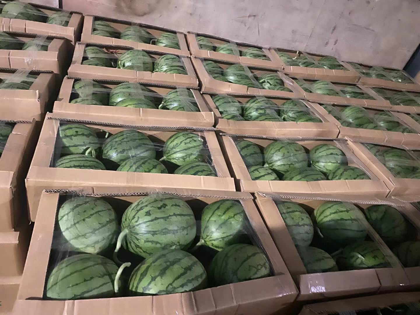 浙江早春红玉西瓜包装与销售渠道展示