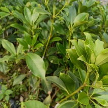 八角嫁接苗