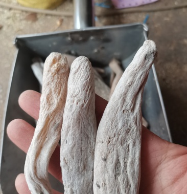 紫茉莉根 入地老鼠 茉莉花根实物拍摄支持7天无理由退换货