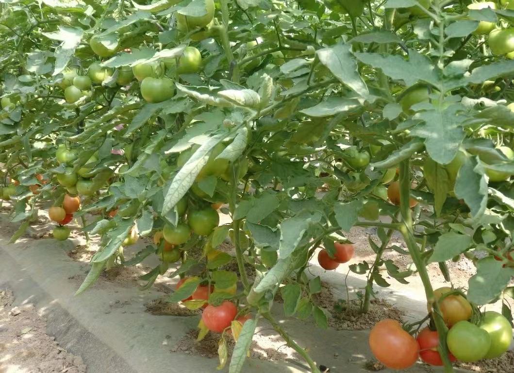 普罗旺斯番茄采摘装箱场景