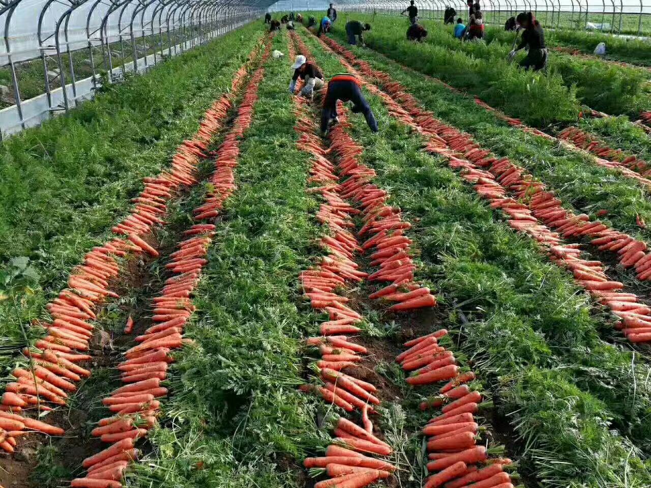 黄瓜根结线虫化学防治示意图