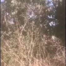 土地