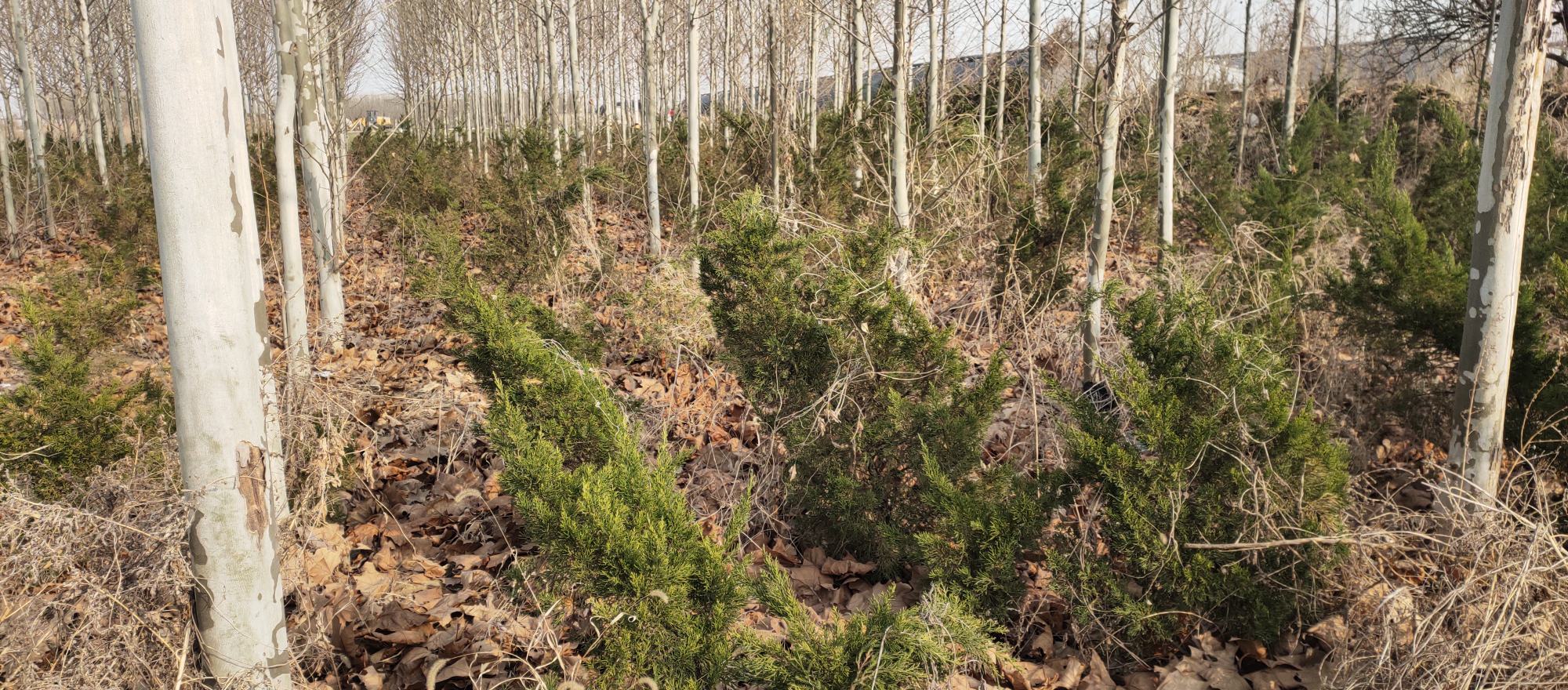龙柏林间果实分布场景
