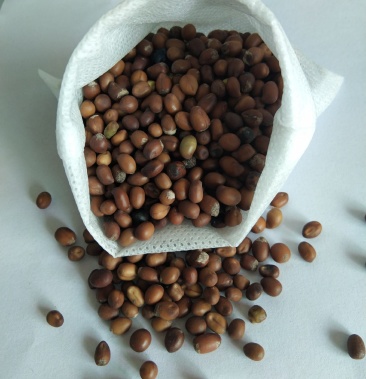 新产苦参种子苦参籽药材种子多年生可在线交易